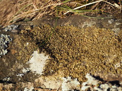 Xanthoparmelia loxodes