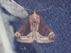 Hypena crassalis