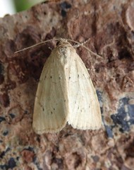 Photedes minima