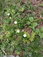Heliosperma alpestre