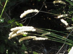 Melica transsilvanica