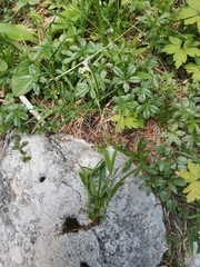 Heliosperma alpestre