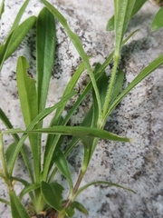 Heliosperma alpestre