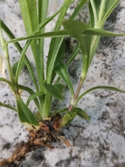 Heliosperma alpestre