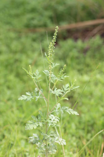 Sea Ragweed (ambrosia Maritima) · Inaturalist