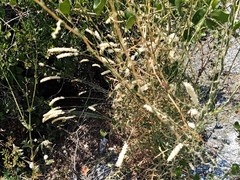 Melica transsilvanica