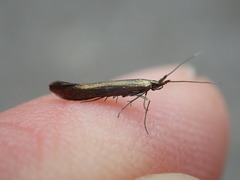 Coleophora deauratella