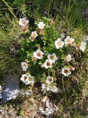 Potentilla clusiana