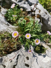Erigeron glabratus