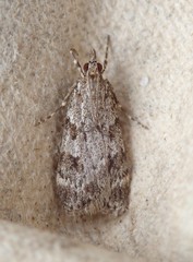 Scoparia ambigualis