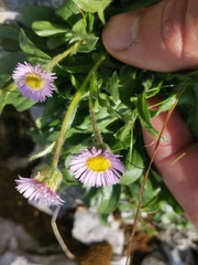 Erigeron glabratus