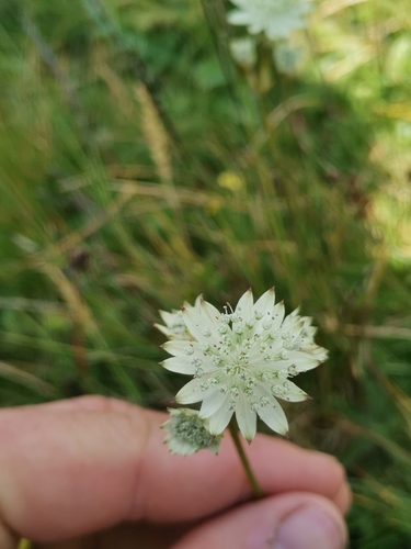 Image of Astrantia bavarica by (c) Ljaž, some rights reserved (CC BY)