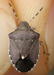 Holcostethus albipes
