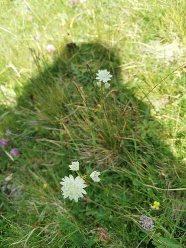Image of Astrantia bavarica by (c) Ljaž, some rights reserved (CC BY)