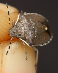 Holcostethus albipes