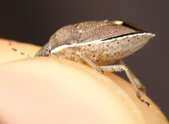 Holcostethus albipes