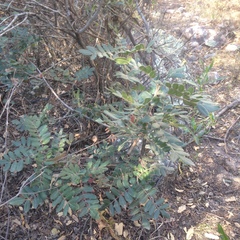 Rhus pachyrrhachis