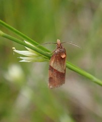 Philedone gerningana