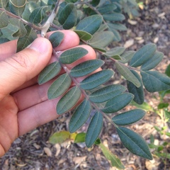 Rhus pachyrrhachis