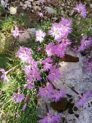 Dianthus sternbergii