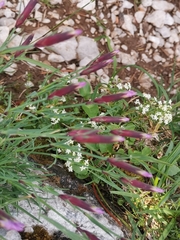 Dianthus sternbergii