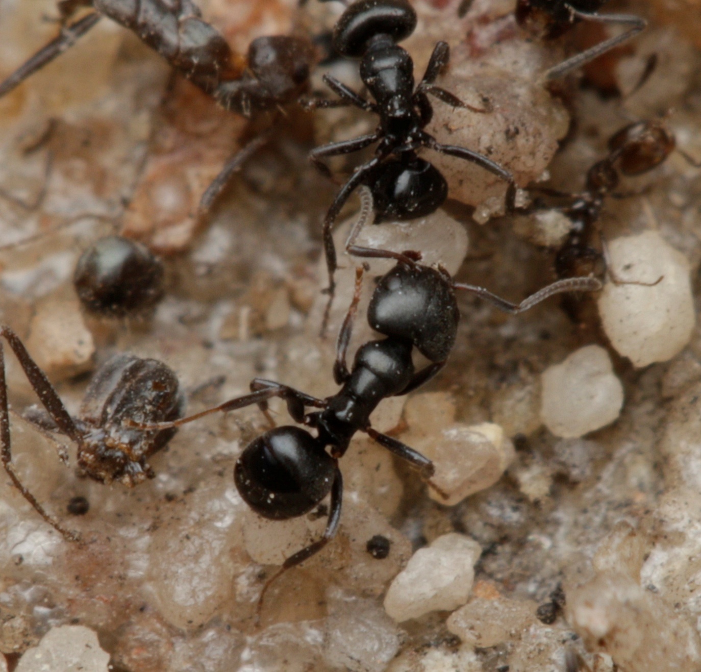 Ochetellus flavipes