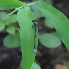 Pseudagrion indicum