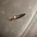 photo of Rove Beetles (Staphylinidae)