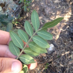 Rhus pachyrrhachis