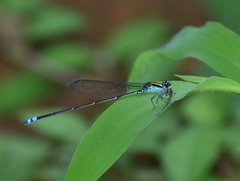 Pseudagrion indicum