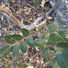 Rhus pachyrrhachis