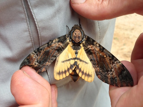 Eastern Death's Head hawkmoth