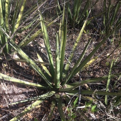 Agave albomarginata