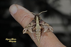 Eupanacra