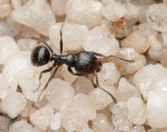 Ochetellus flavipes