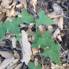Maurandya barclayana