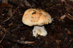 Cortinarius coelopus