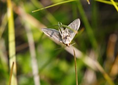 Mecyna flavalis
