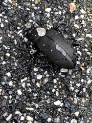 Plesiophthalmus davidis