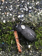 Plesiophthalmus davidis