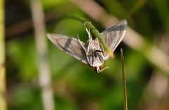 Mecyna flavalis