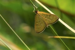 Mecyna flavalis