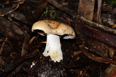 Cortinarius coelopus