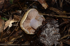 Cortinarius coelopus