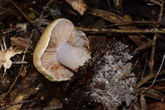 Cortinarius coelopus