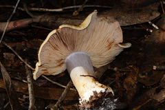 Cortinarius coelopus
