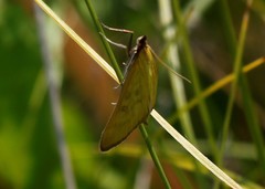 Mecyna flavalis