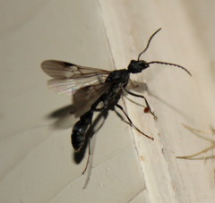 Ponerinae