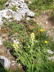 Pedicularis julica