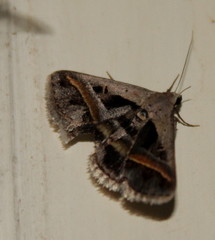 Acantholipes trimeni